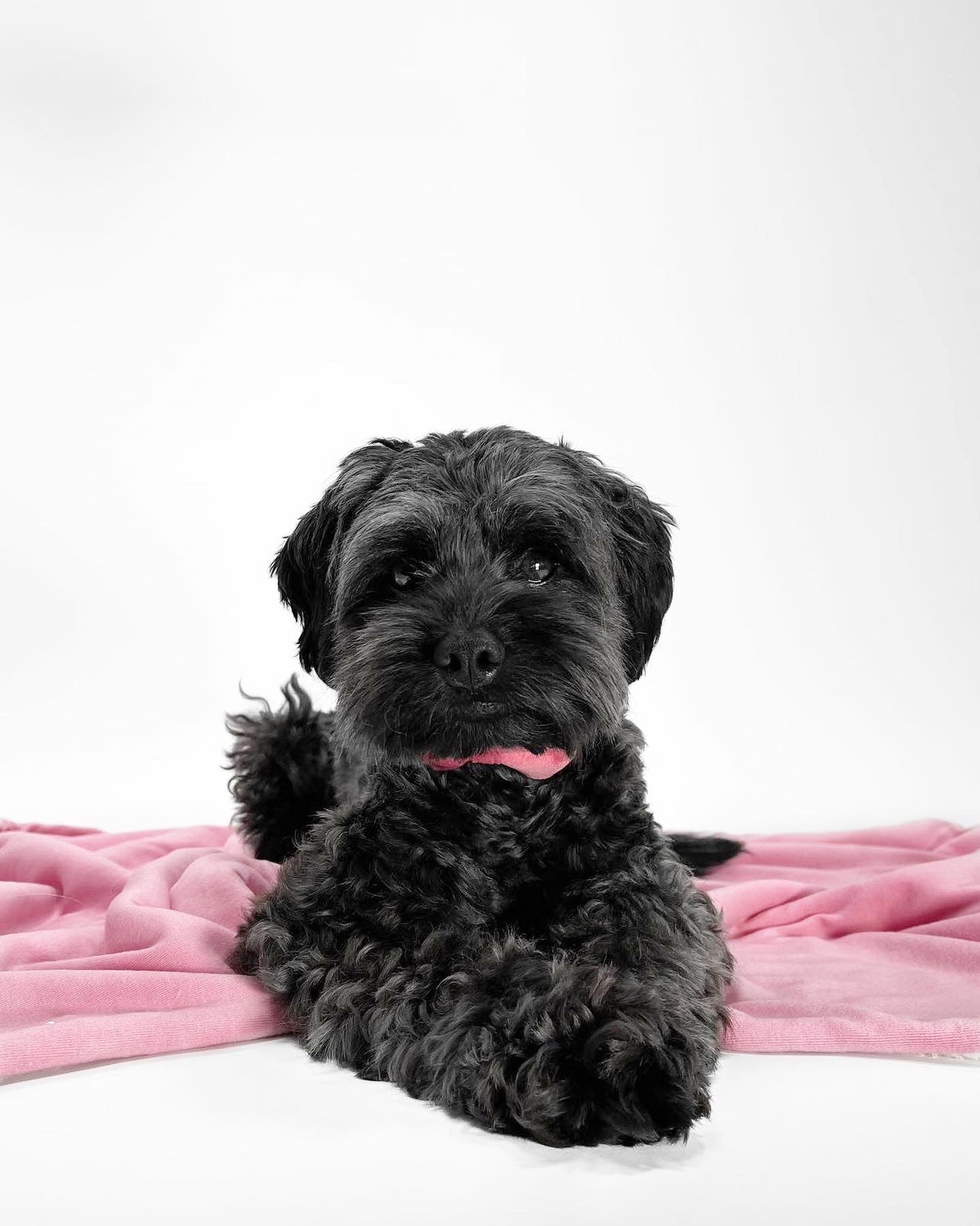 Gigi Pink Pet Blanket